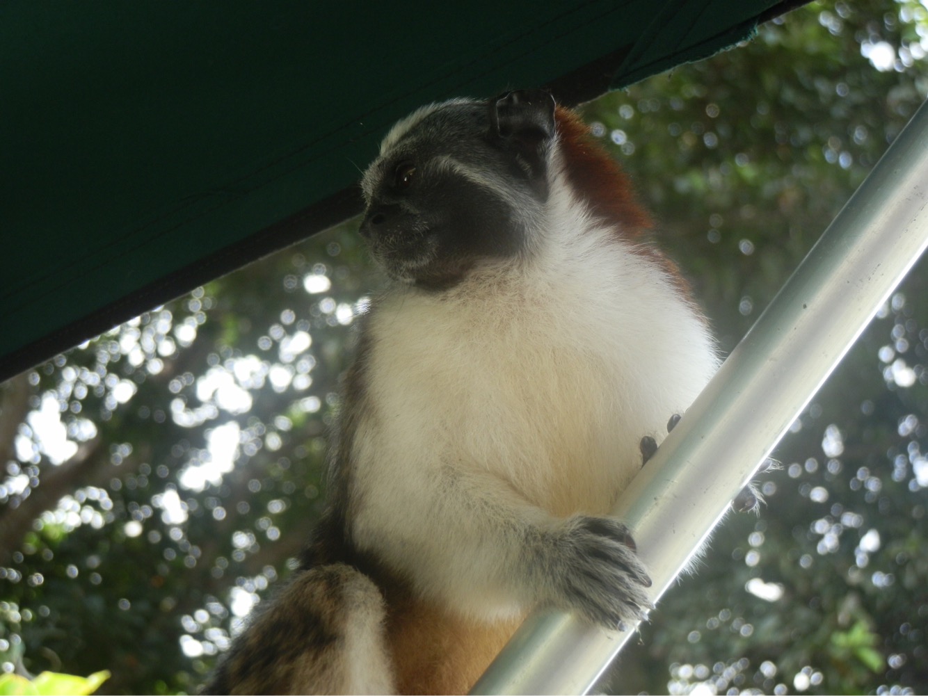 Wildlife Encounter: Geoffroy Tamarin Monkey