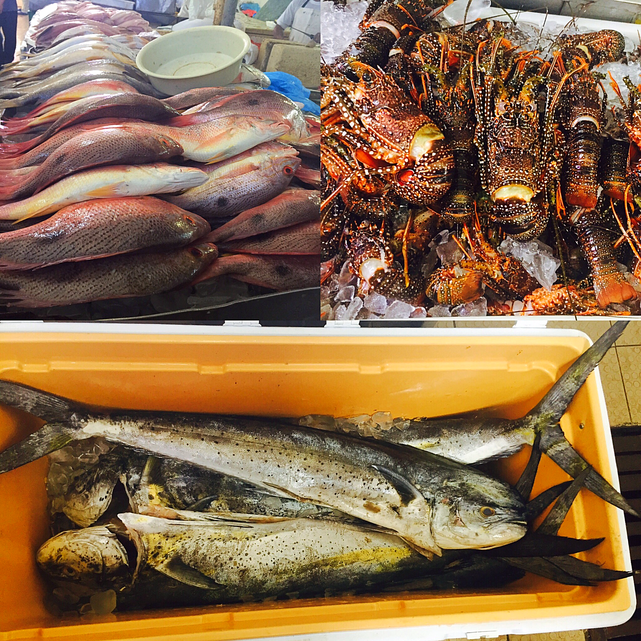 The Fish Market in Panama City