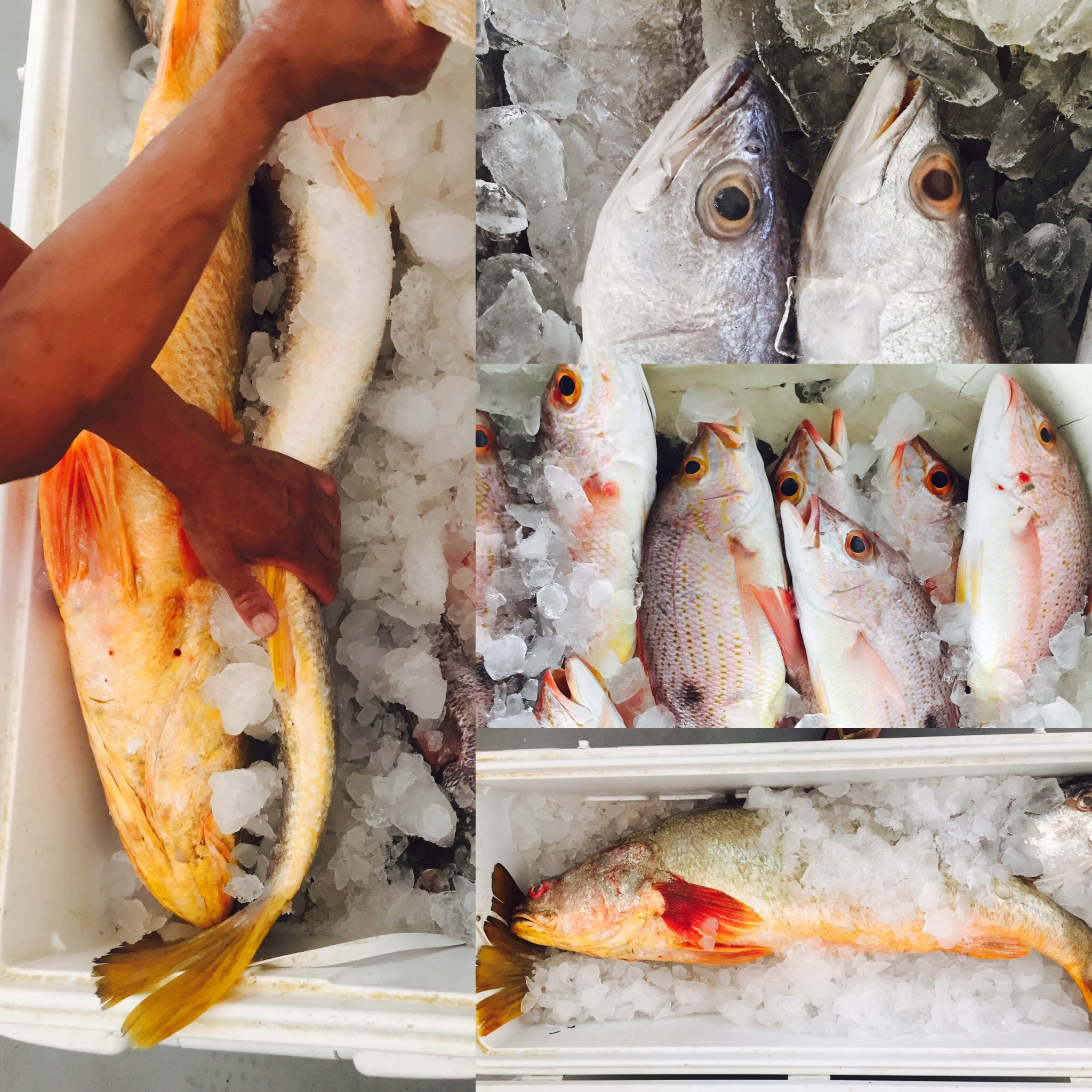 Rio Hato, Panama Seafood Market