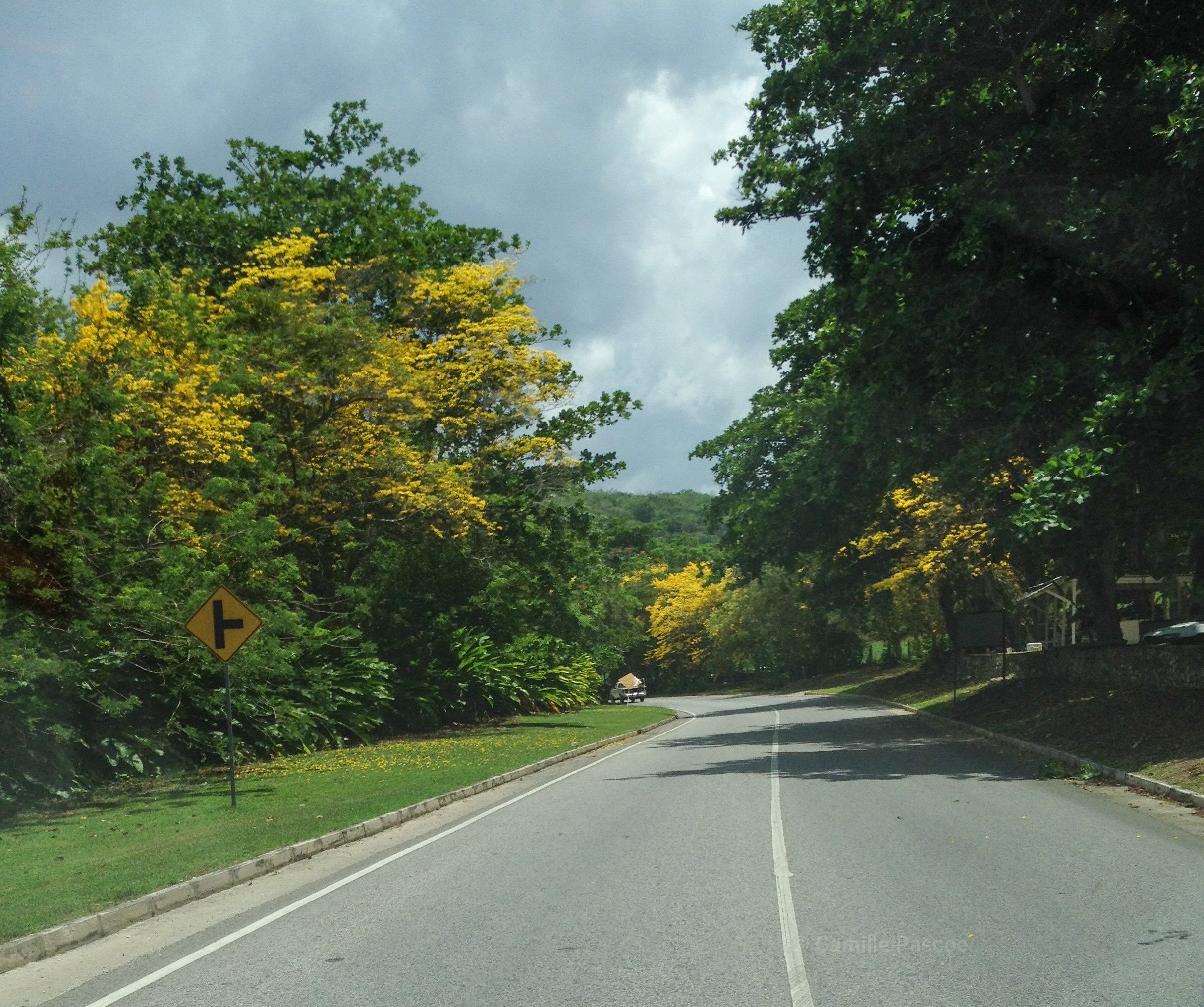 Poui Trees,  sandy Bay Main road,  Hanover Jamaica 