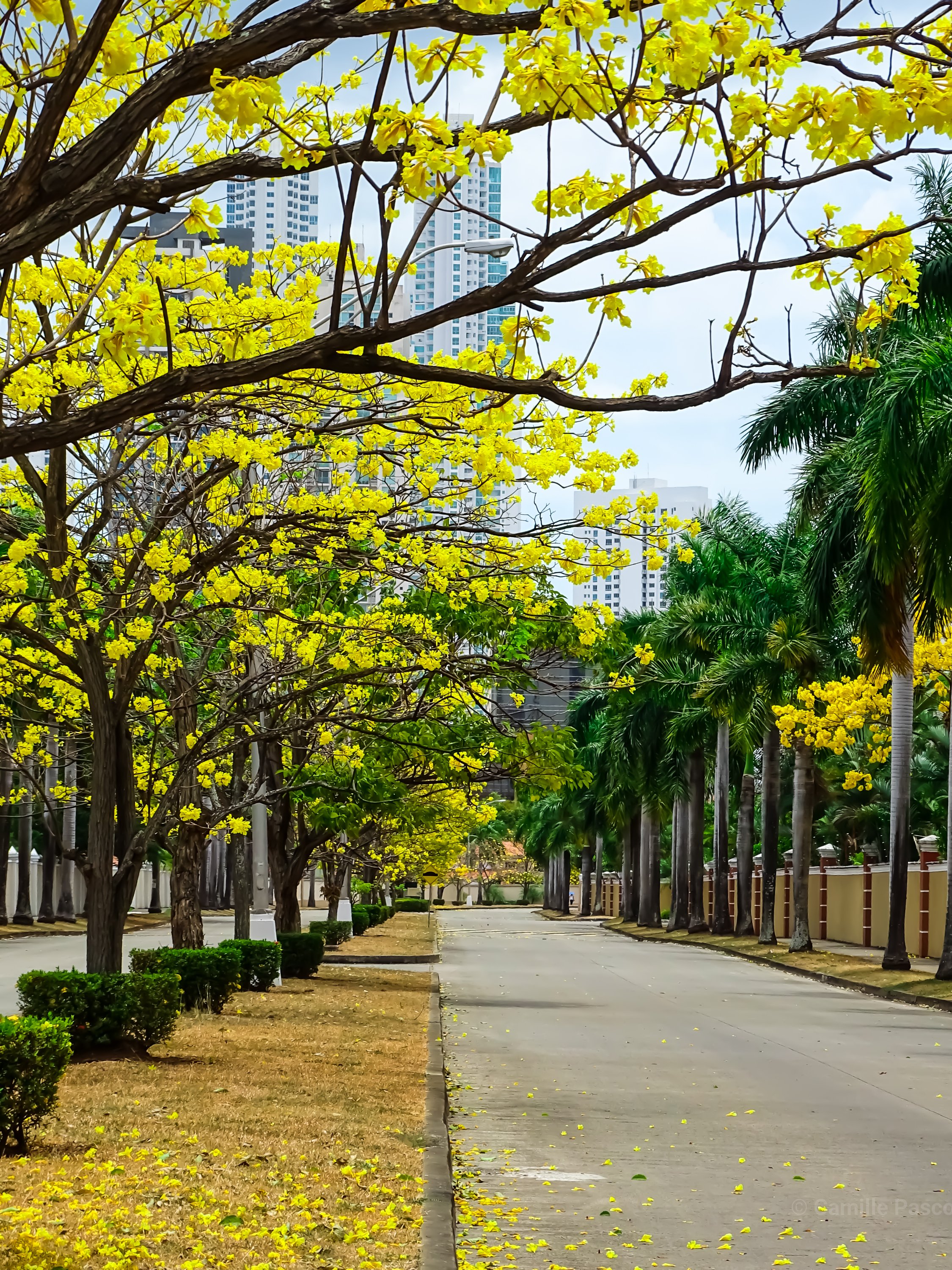 Poui trees, Costa Del Este,  Panama