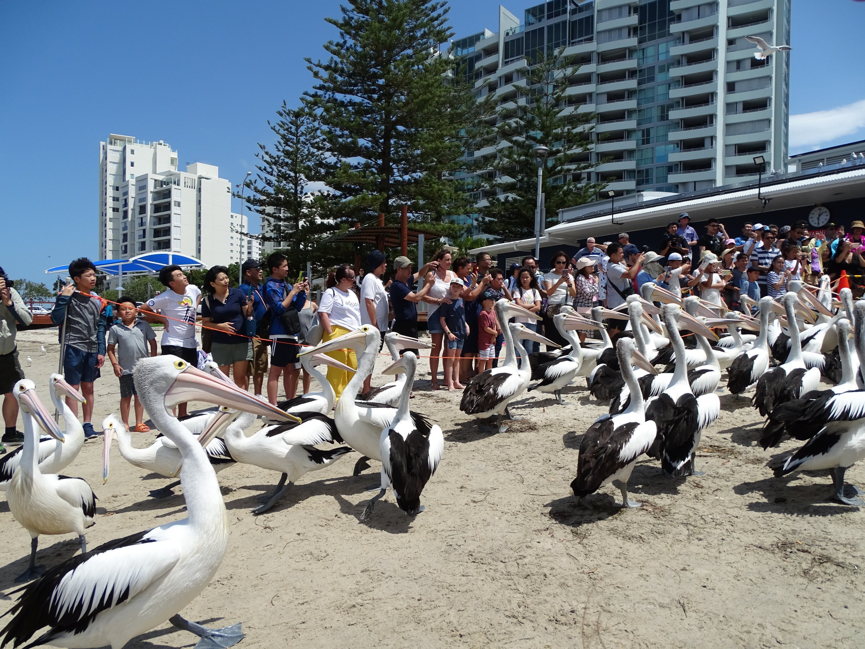 Australian Pelicans At Charis Seafood  Labrador, Gold Coast