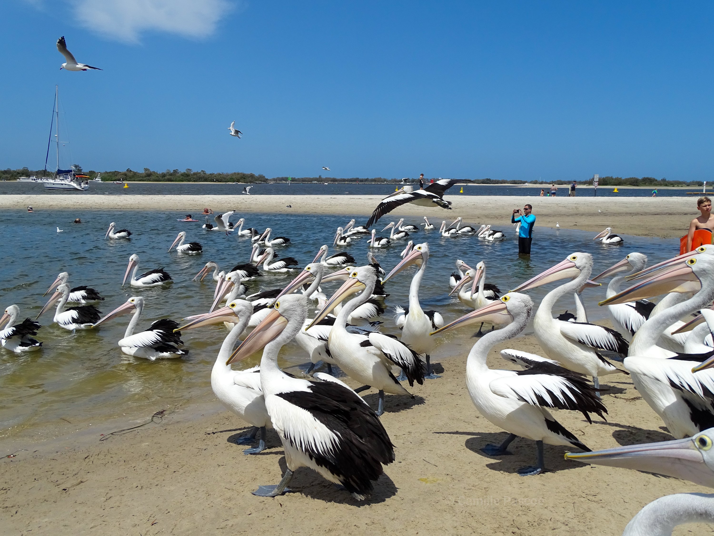 Australian Pelicans