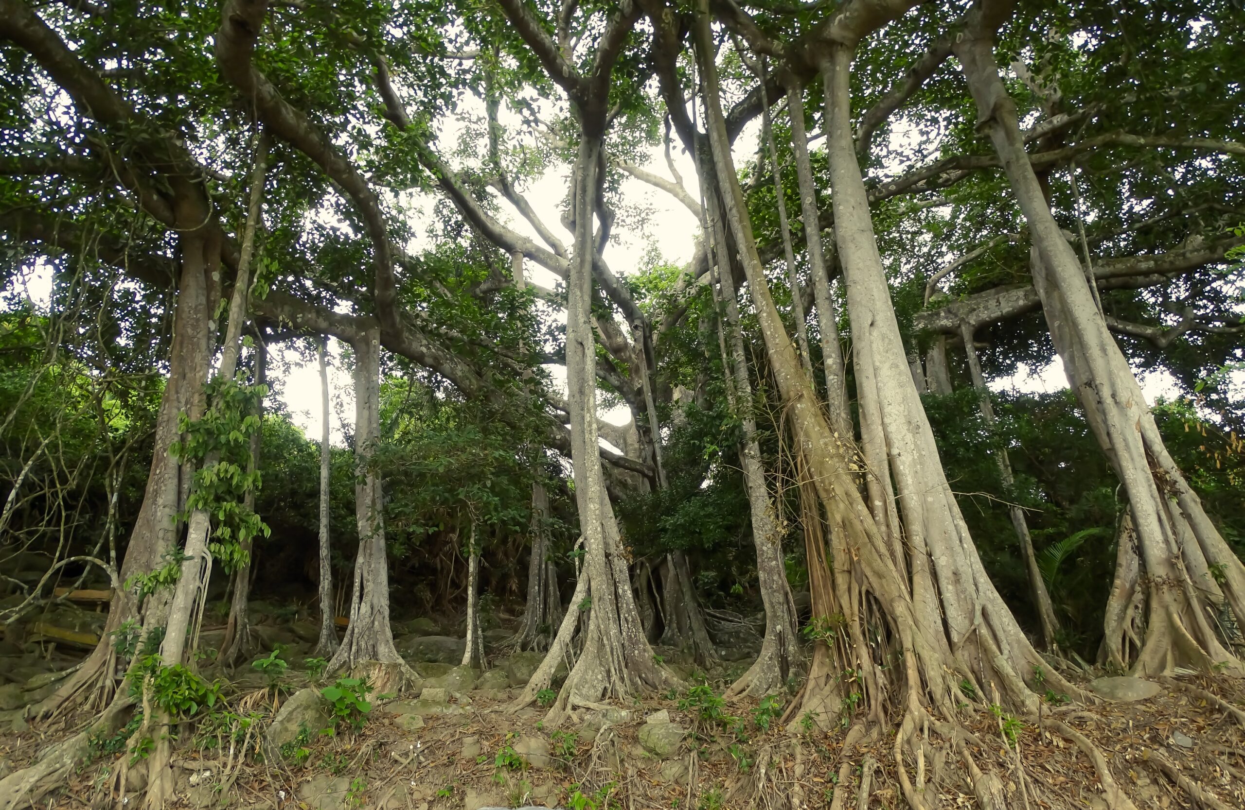 The Centuries Old Banyan Tree at Son Tra, Vietnam