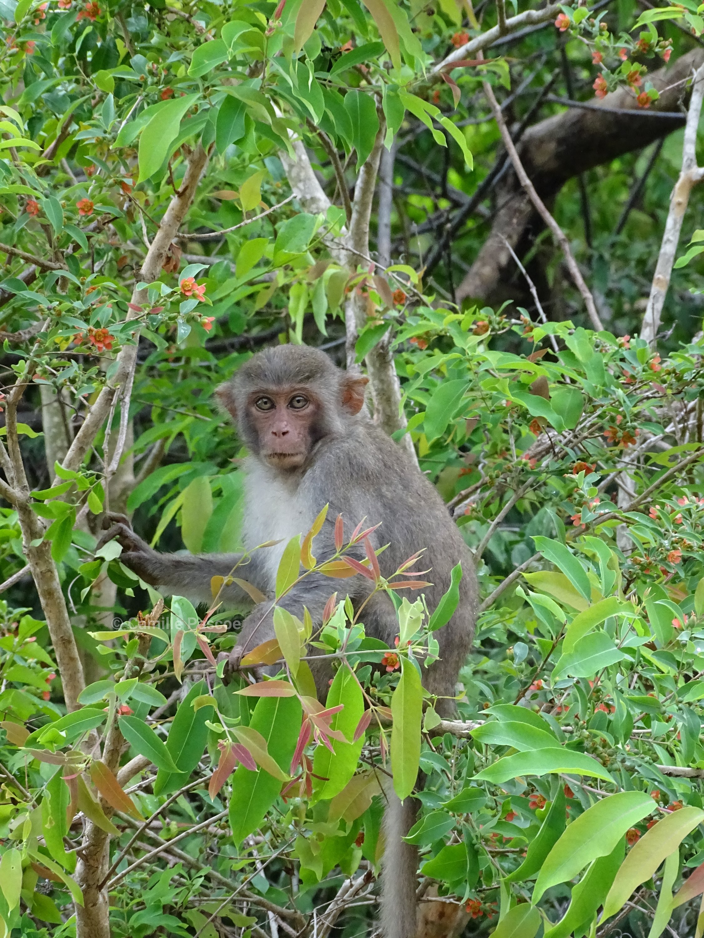 Macaque monkey in Son Tra Vietnam