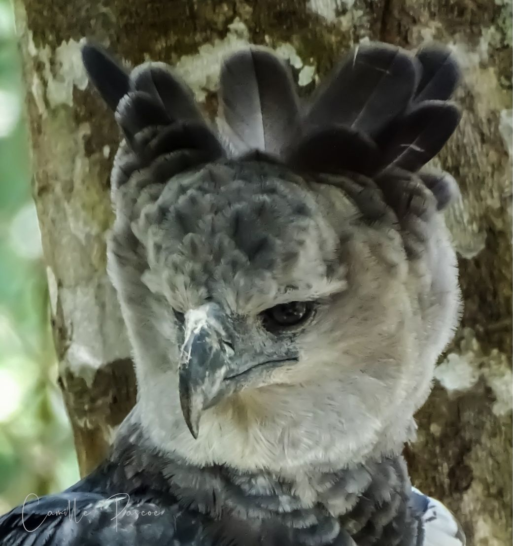 Harpy Eagle: About The National Bird Of Panama