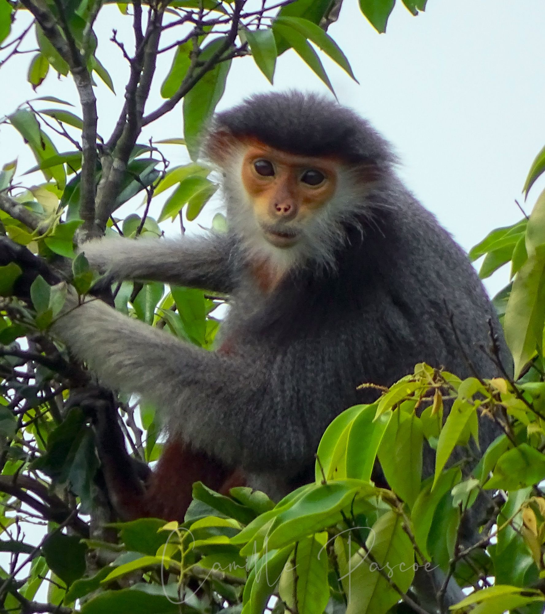 Red-Shanked Douc Langur: Endangered Species