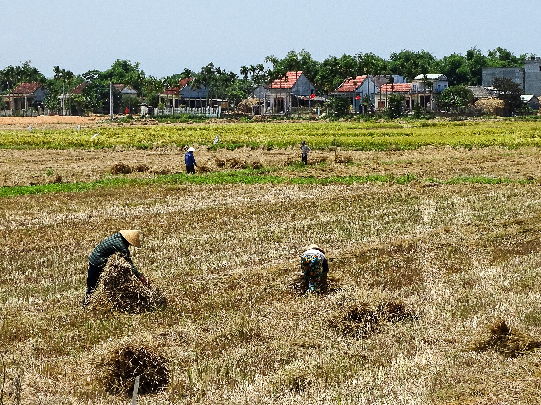 Art: Vietnamese Rice Grain Painting