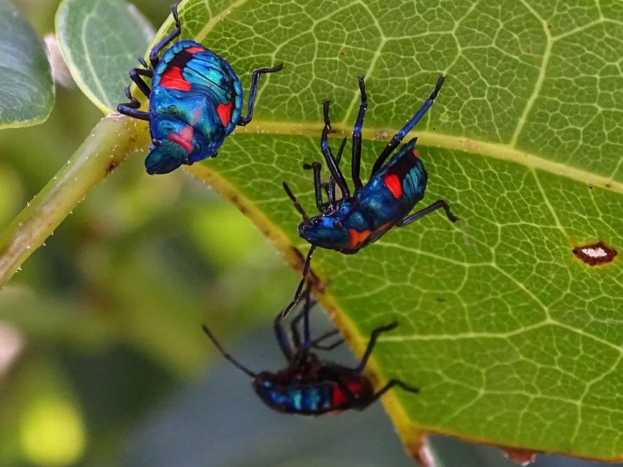 close up of blue and red Harlequin Bugs otherwise known as Stink Bugs