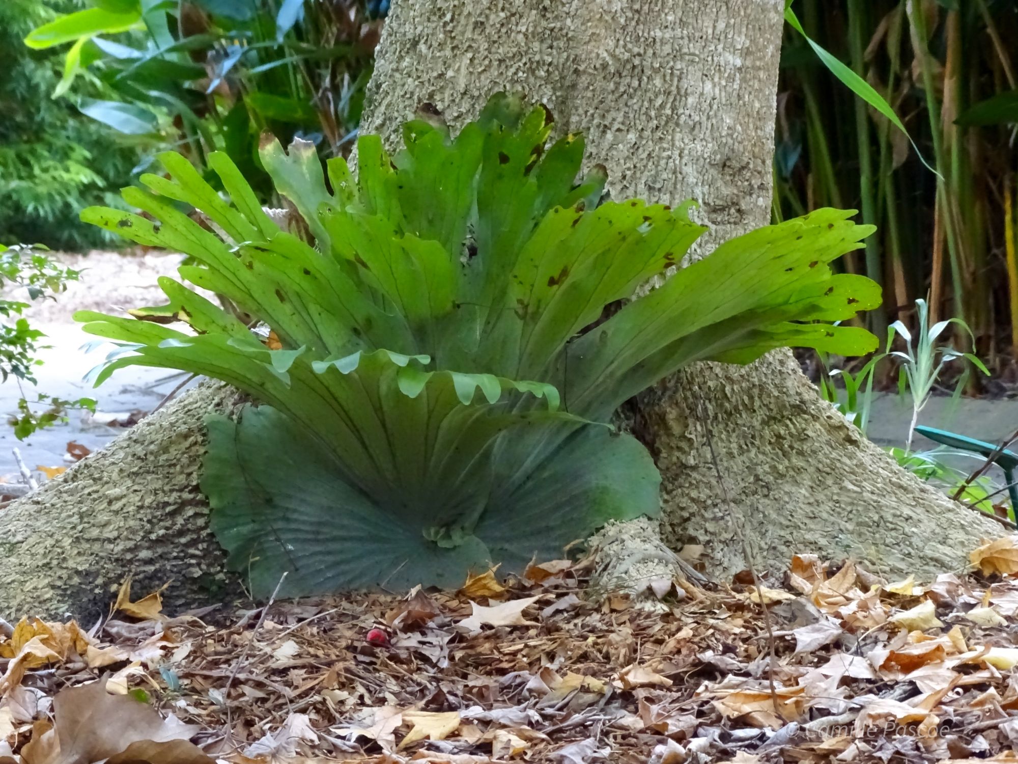 Noosa Botanic Gardens: Amphitheatre, Plant Collection and Wildlife