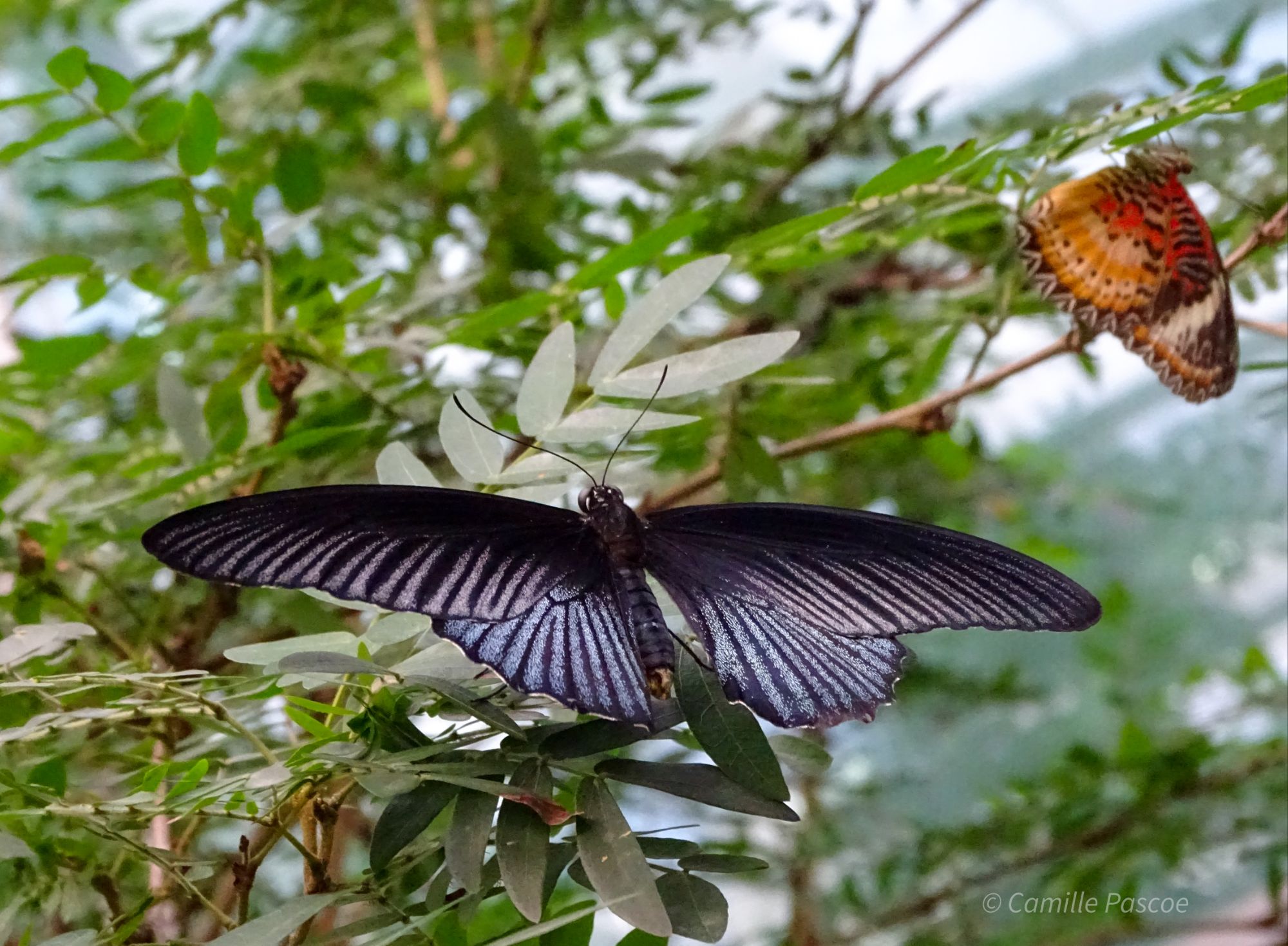 Flutter By The Enchanting Butterfly Exhibit At Changi Airport