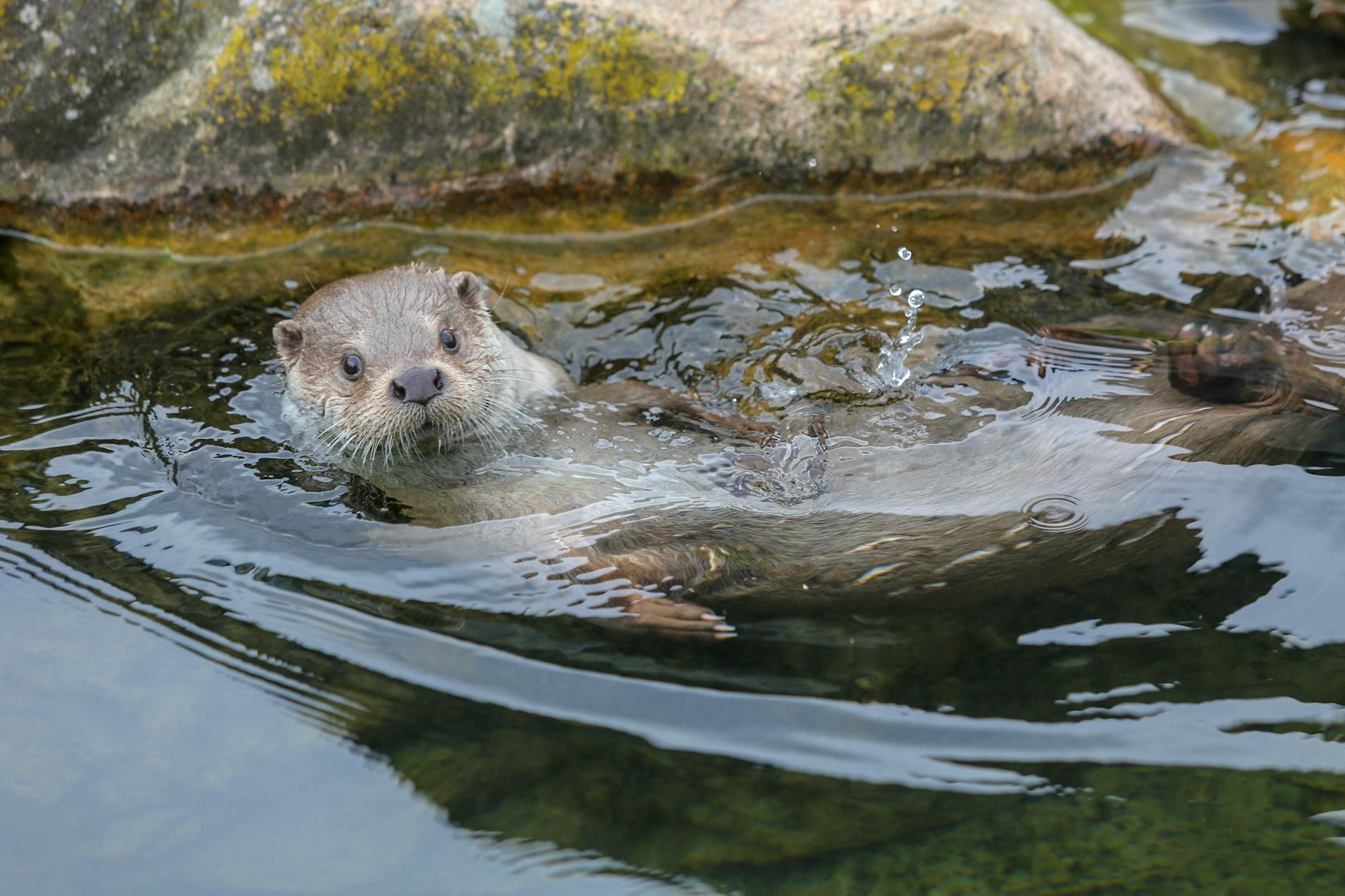 Happy Otter Day- You Otter Love Em'