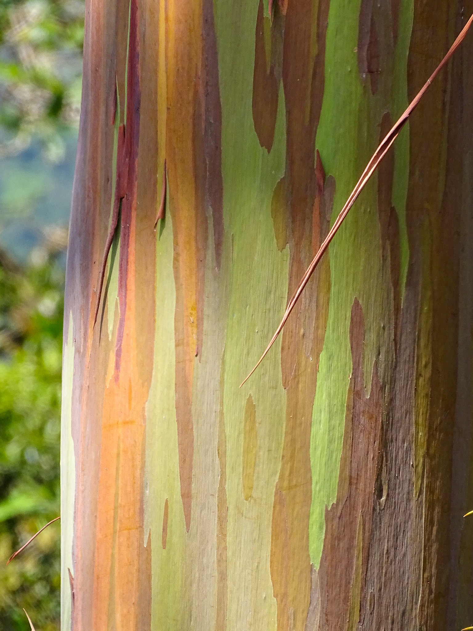 Discovering Rainbow Gum Trees In Panama and Colombia