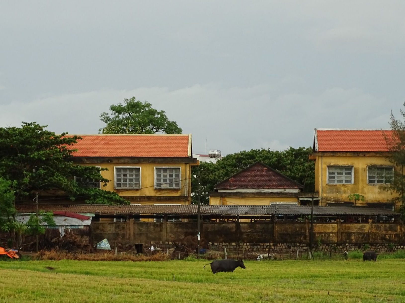 A yellow house near a rice paddy in Hoi An