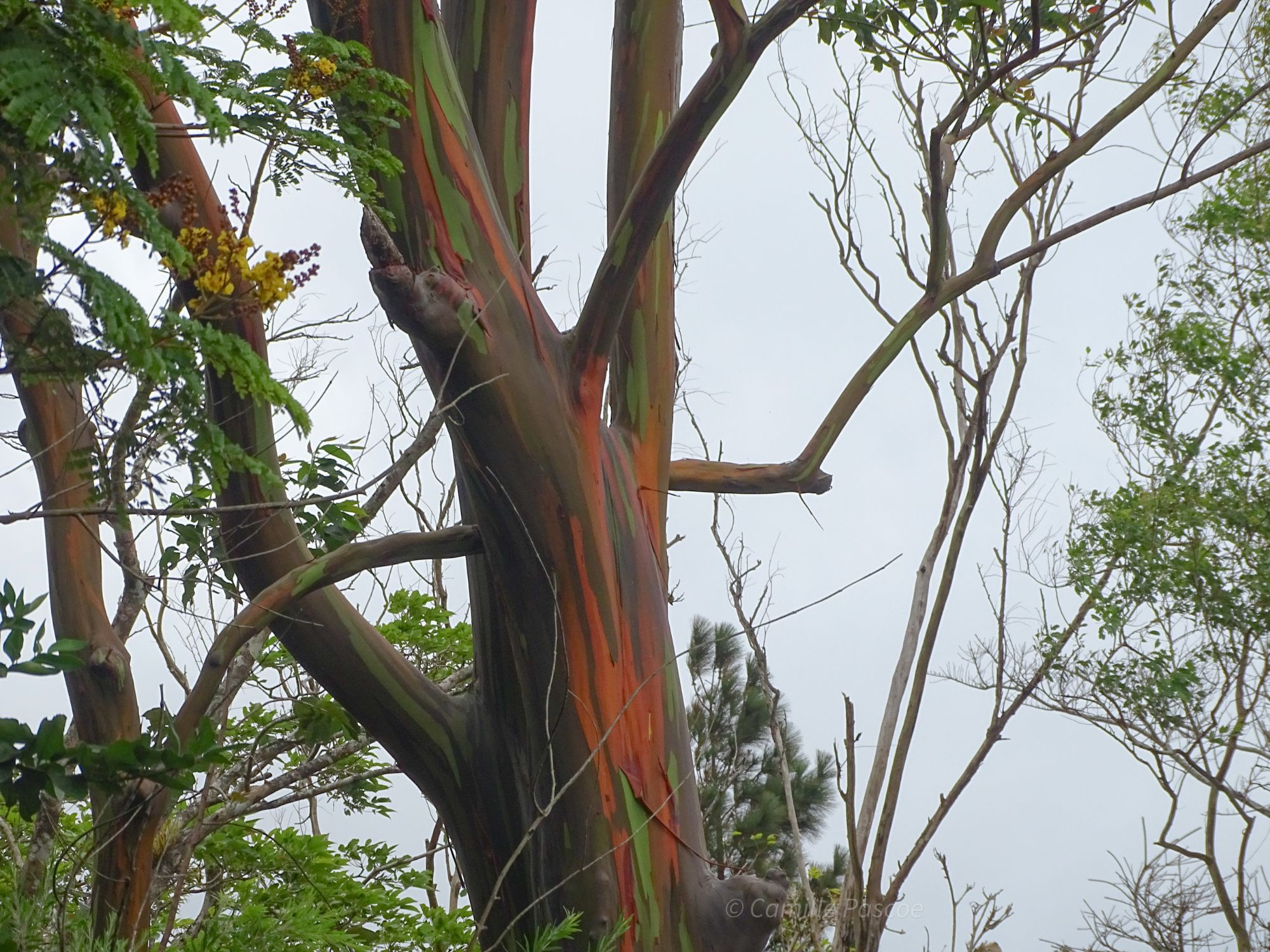 The Rainbow Gum Trees thriving in El Valle De Anton Panama, Central America