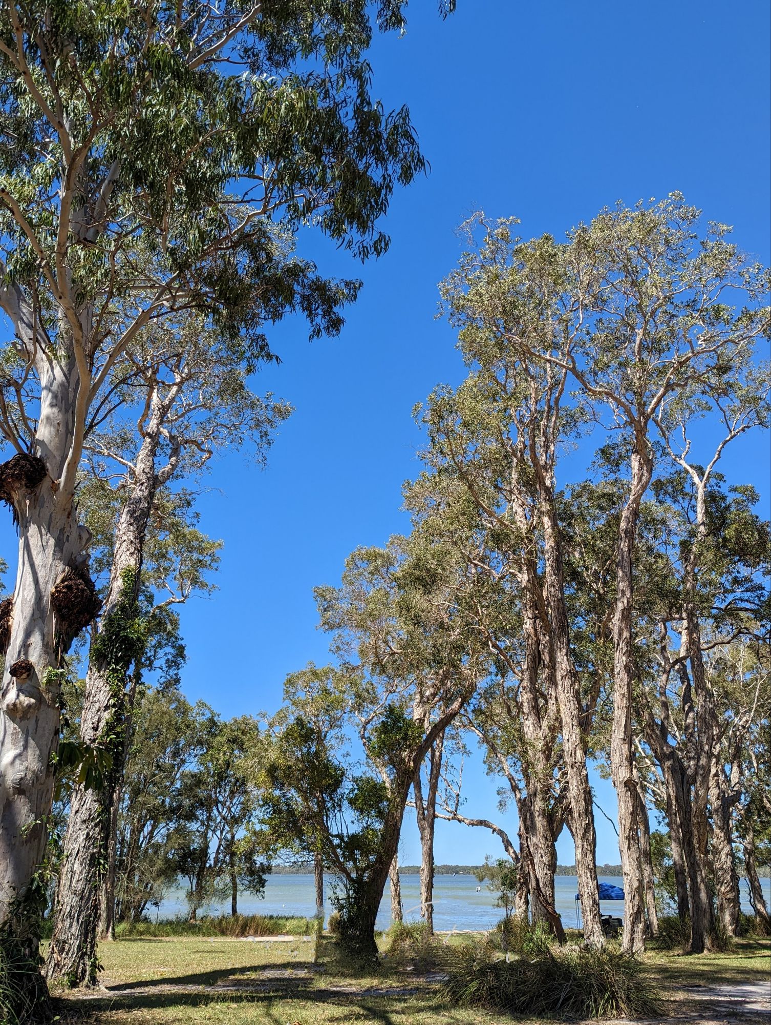 View of  tall gum trees and native Australian plant life with Lake Weyba in the background