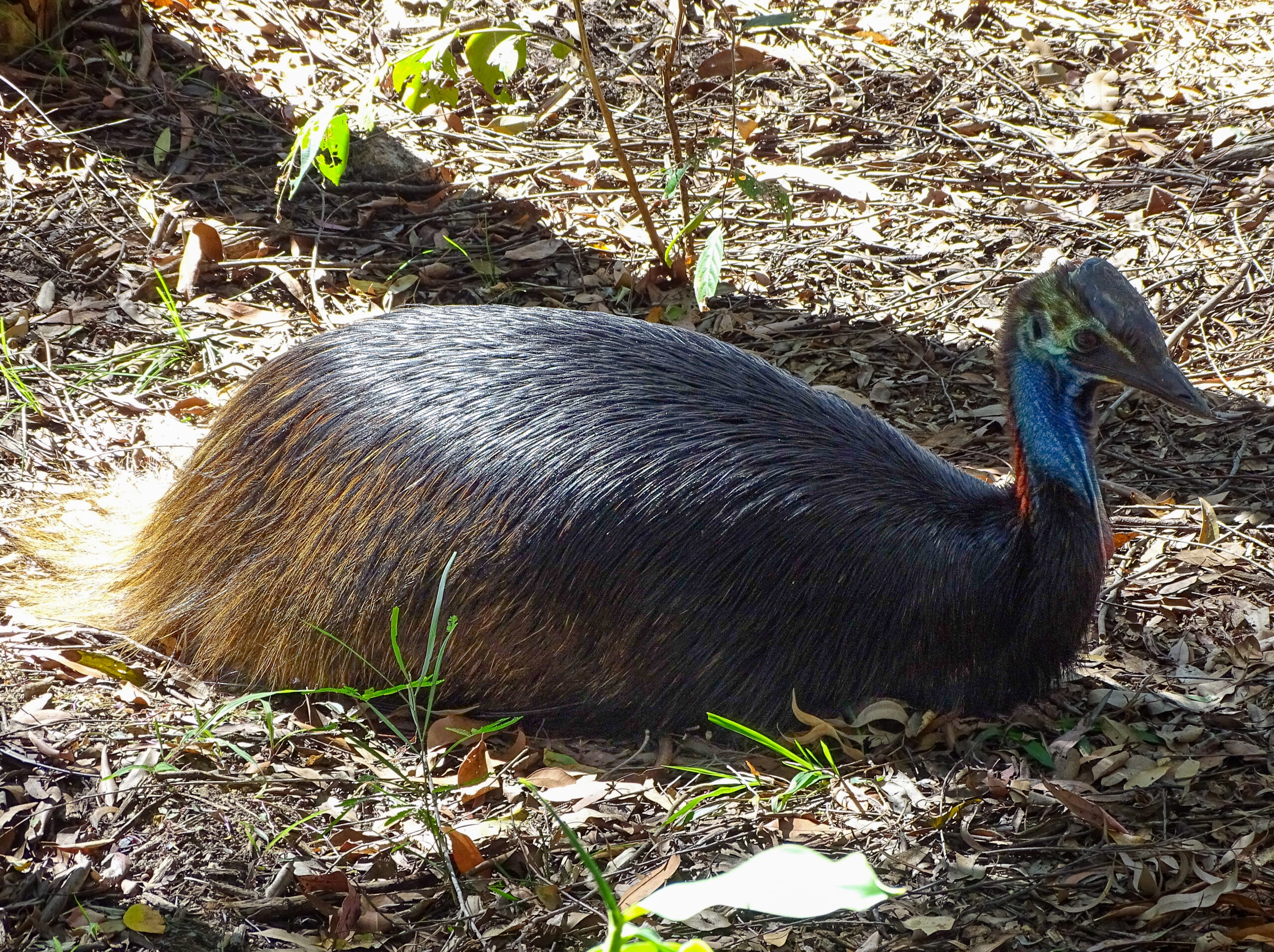 Cassowaries: Behavior, Diet and Where To Find Them - Ports In Paradise