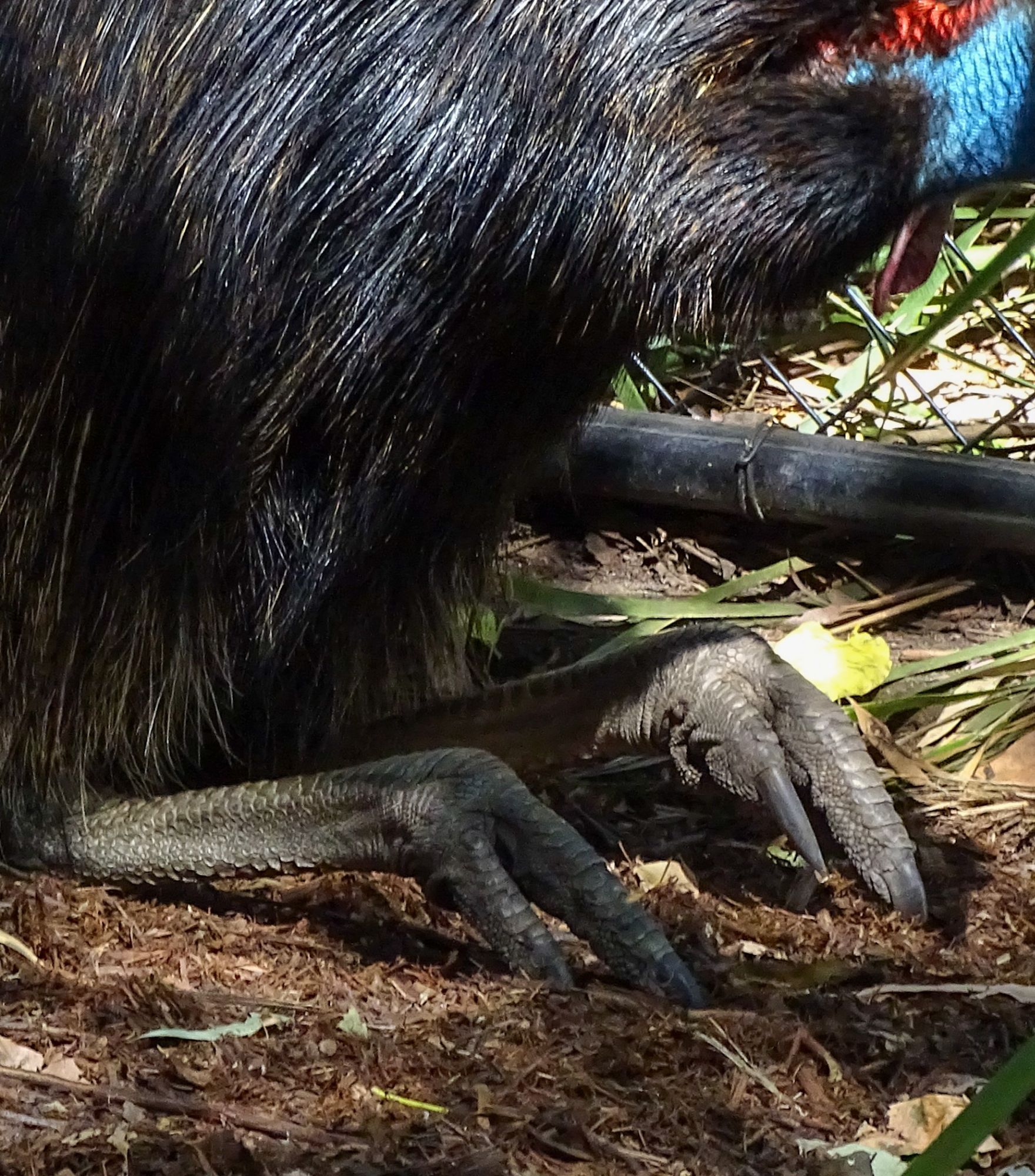 Closeup of the giant claws of a Cassowary