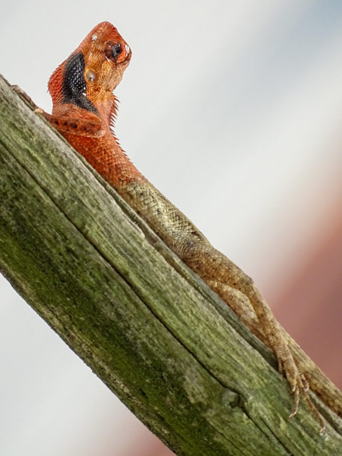 Orange and green garden lizard on a branch