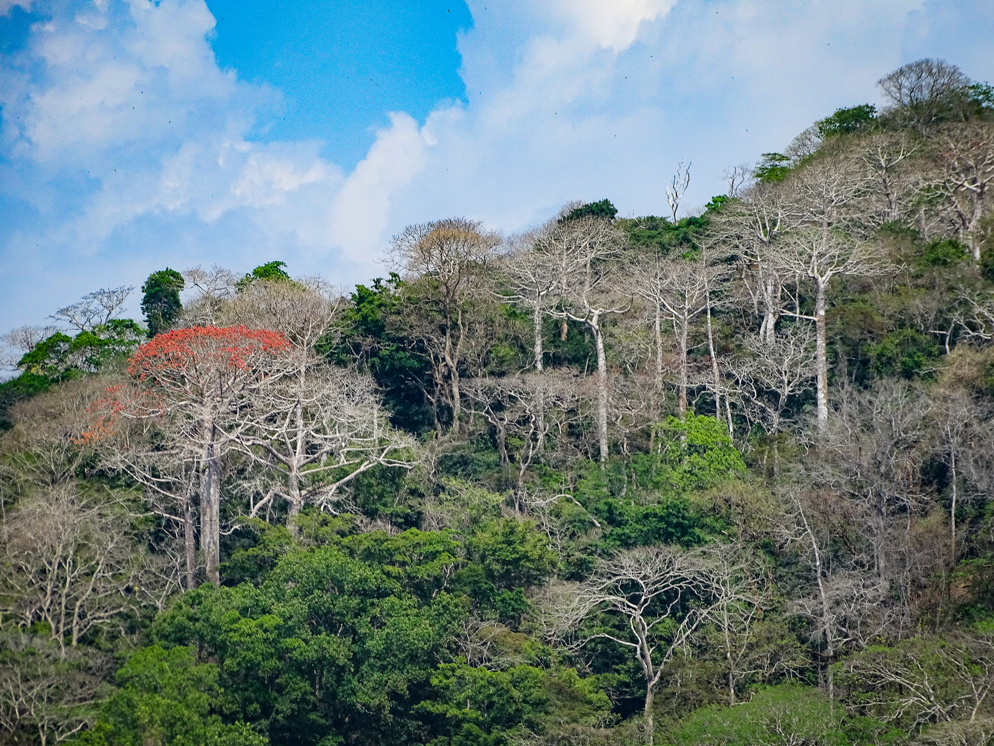 The Gamboa Rainforest