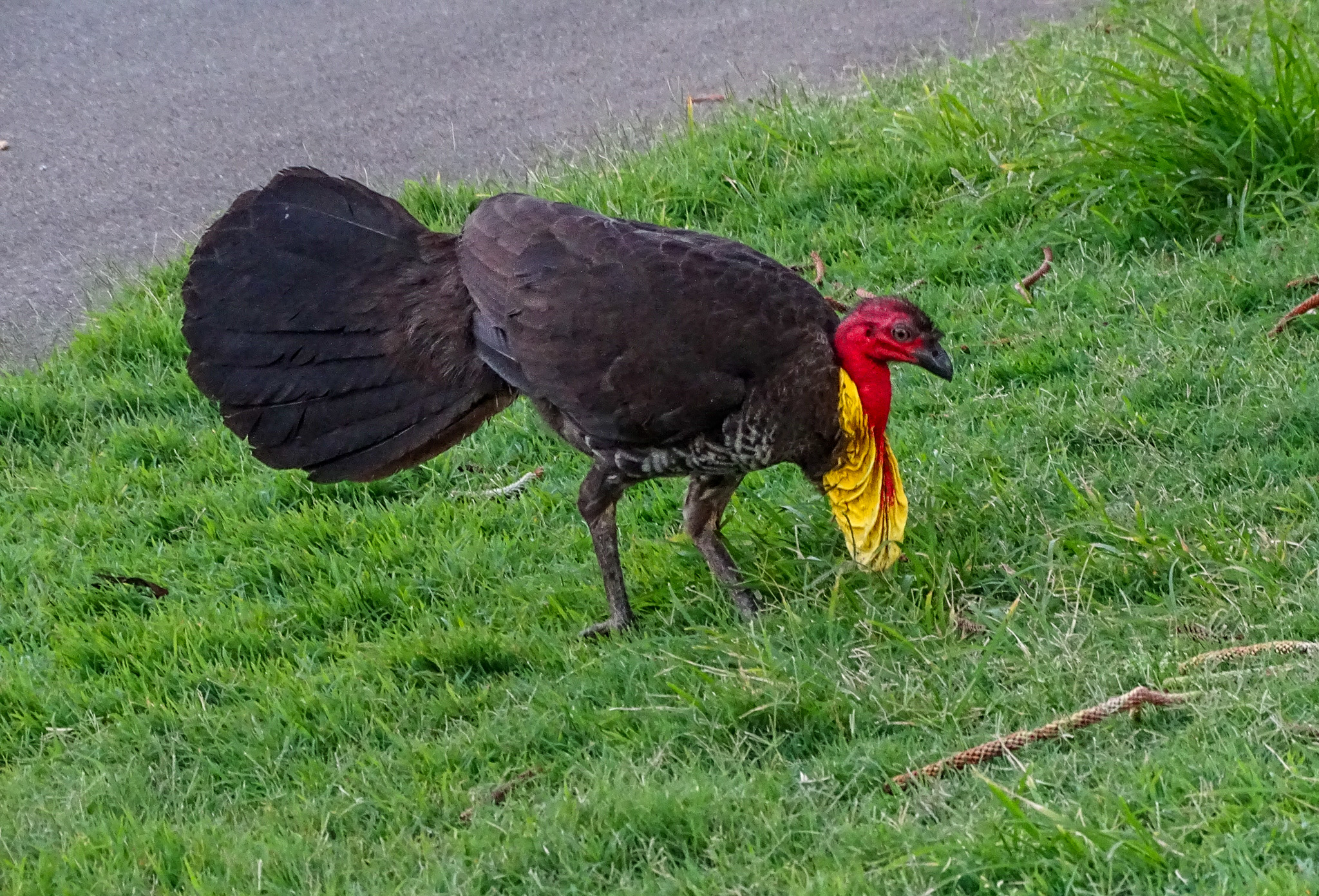 The Curious Brush Turkey: Australia's Feathered Master Builder