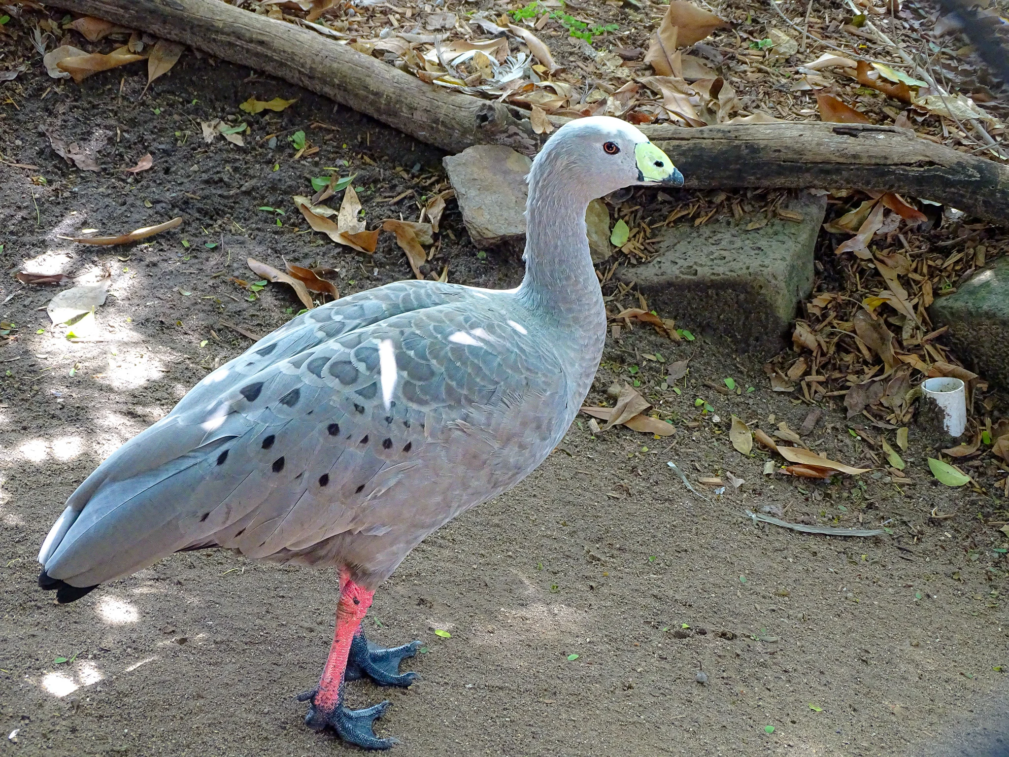 Cape Barren Goose